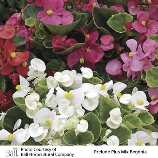 Begonia Fibrous Prelude Pack
