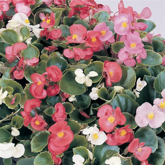 Begonia Fibrous Prelude Pack