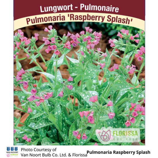 Pulmonaria Raspberry Splash