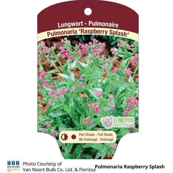Pulmonaria Raspberry Splash