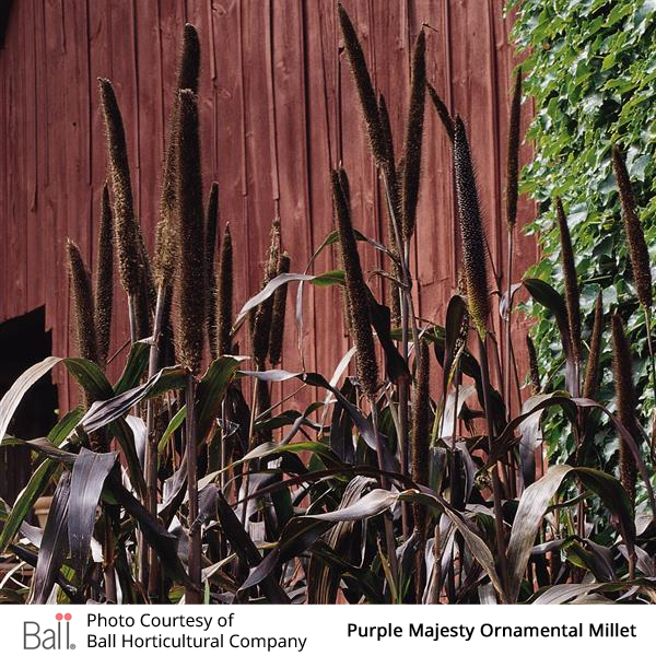 Millet (Ornamental) Purple Majesty