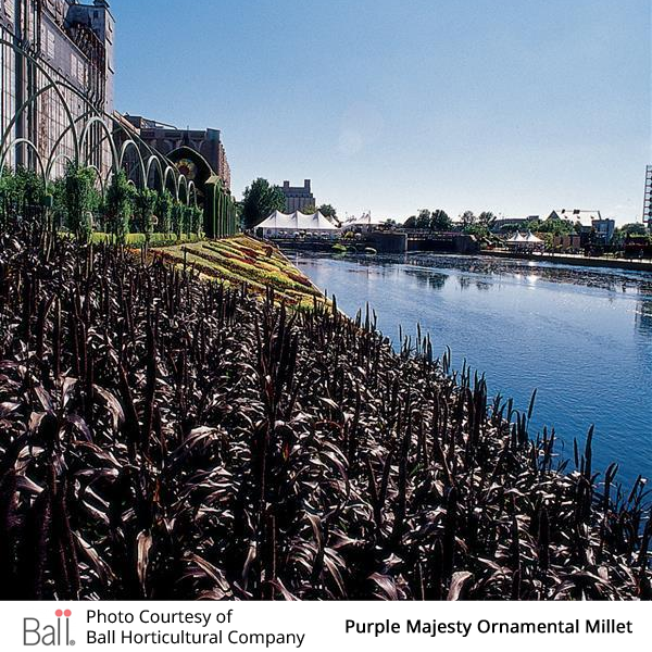 Millet (Ornamental) Purple Majesty