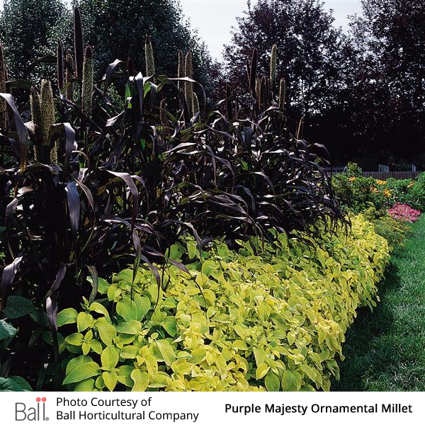 Millet (Ornamental) Purple Majesty