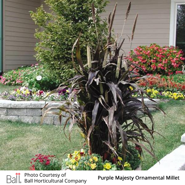 Millet (Ornamental) Purple Majesty