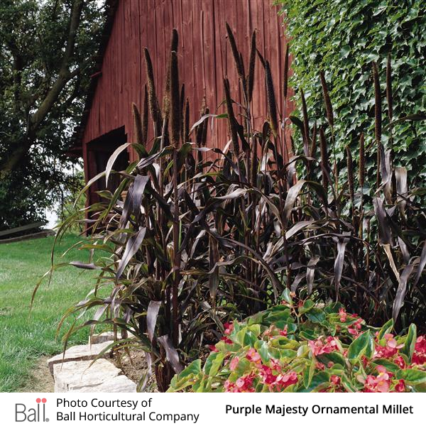Millet (Ornamental) Purple Majesty