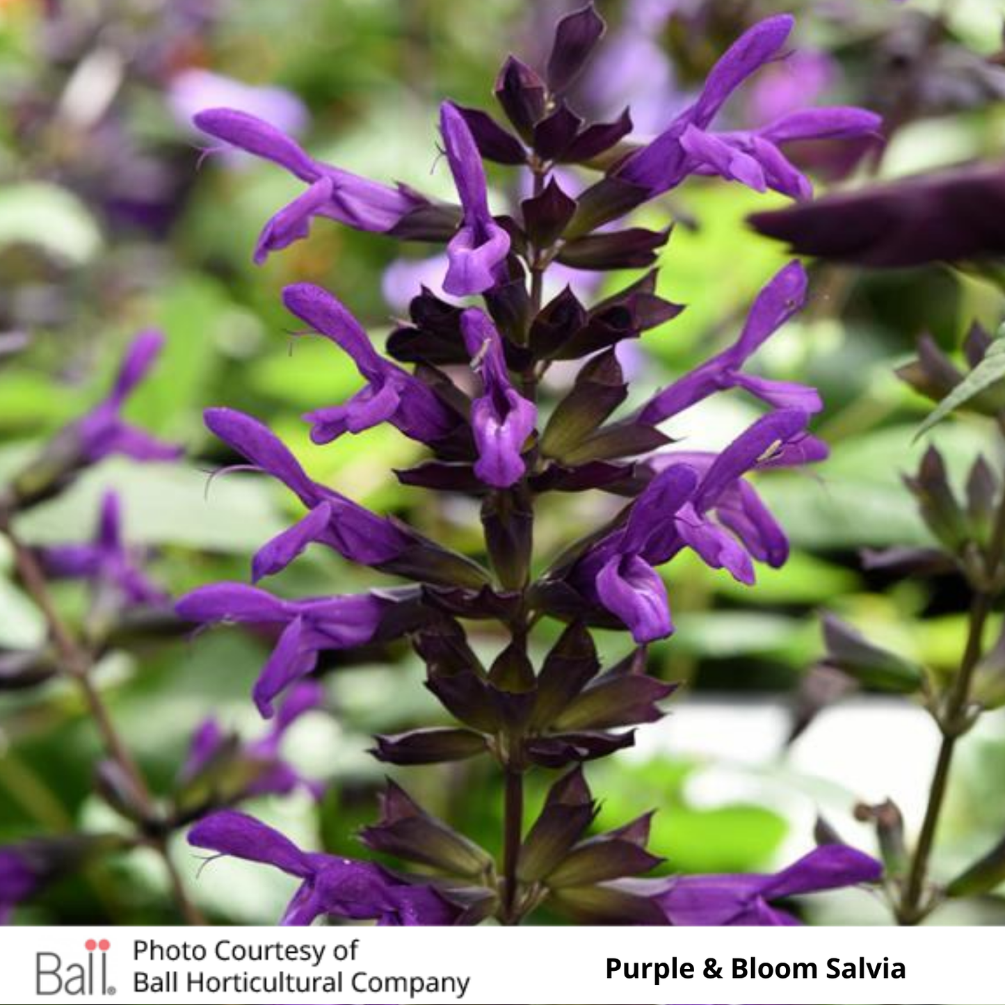 Salvia Purple & Bloom