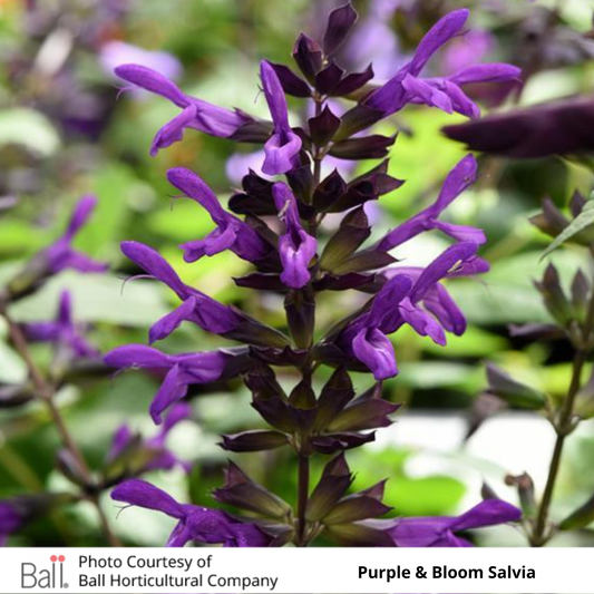 Salvia Purple & Bloom