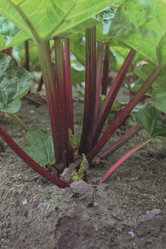 Rhubarb Canada Red