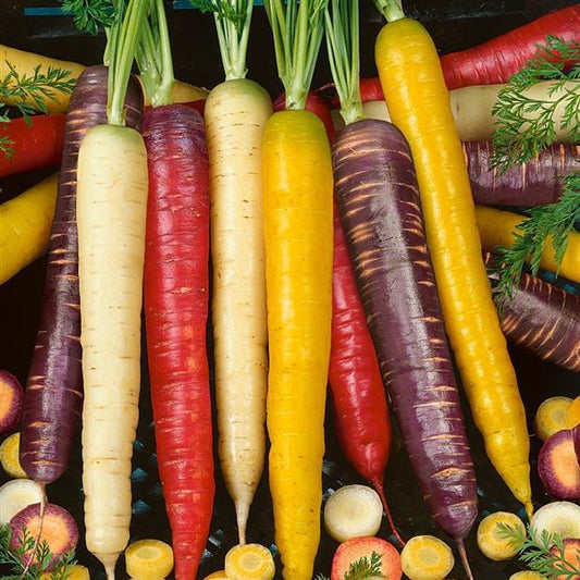 Patio Carrots Rainbow Blend