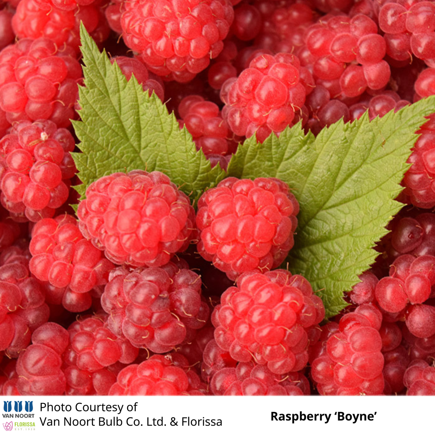 Raspberry