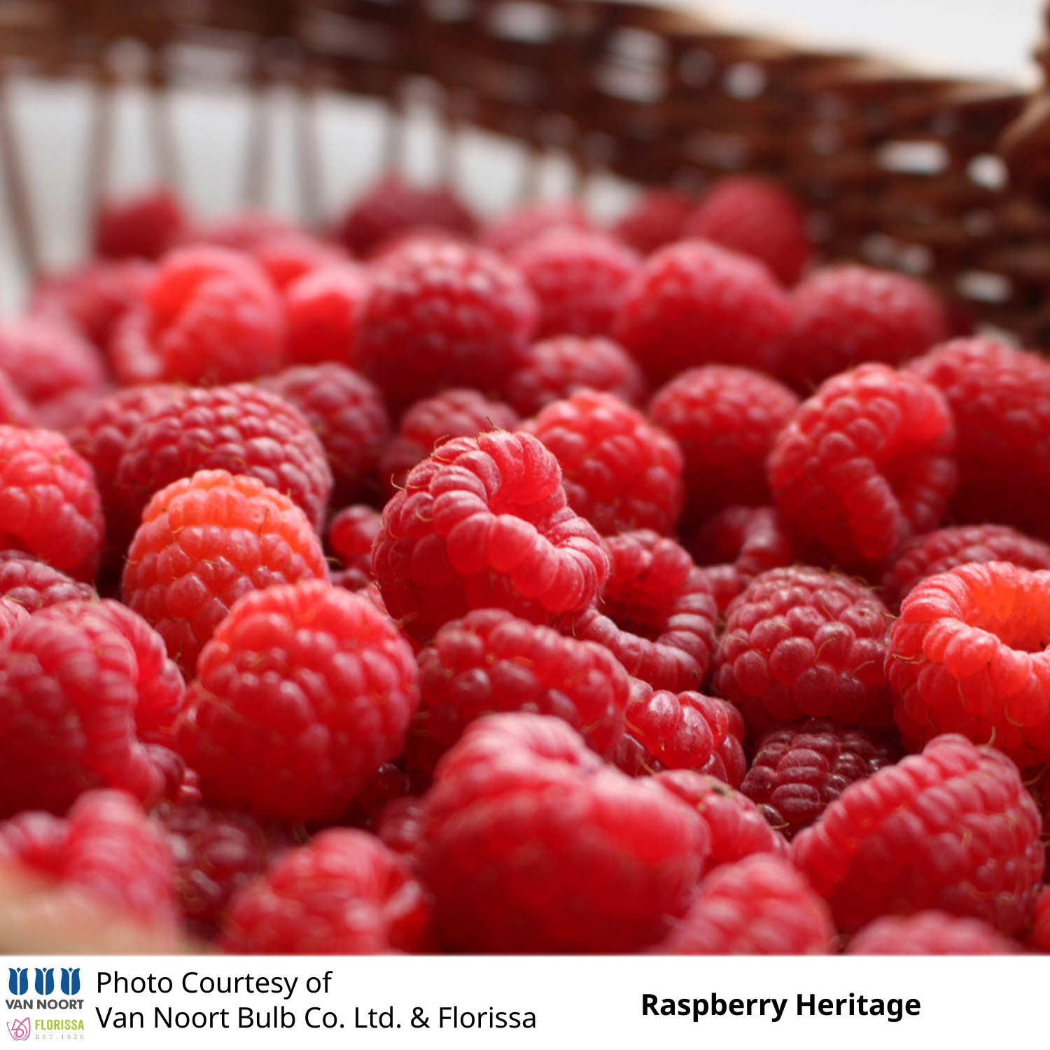 Raspberry – Glenlea Greenhouses