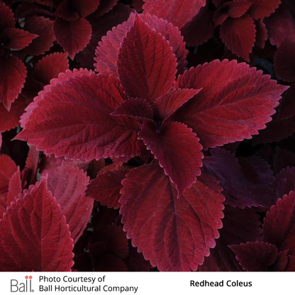 Redhead Coleus