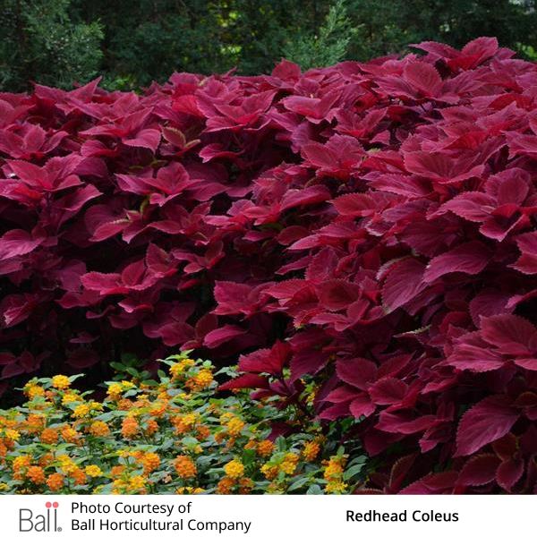 Redhead Coleus and lantana