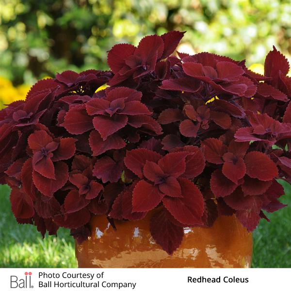 Redhead Coleus in a pot