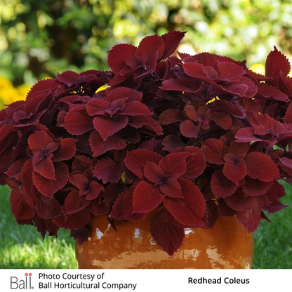 Redhead Coleus in a pot