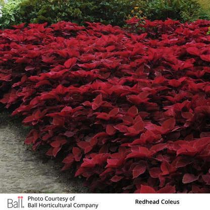 Redhead Coleus