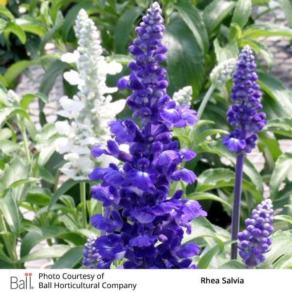 Rhea Blue salvia flowers