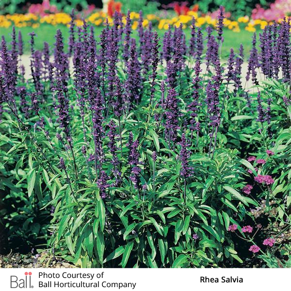 Rhea Blue salvia flowers