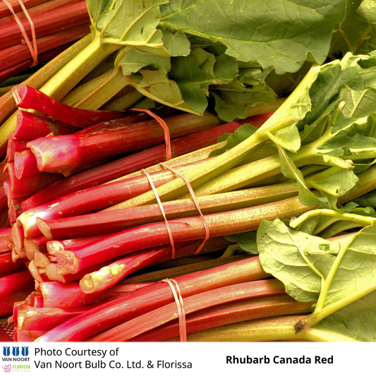 Rhubarb Canada Red