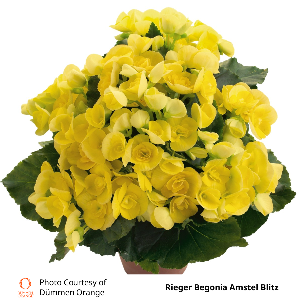 Rieger Begonia Amstel Blitz