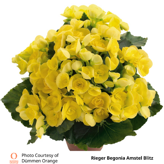 Rieger Begonia Amstel Blitz