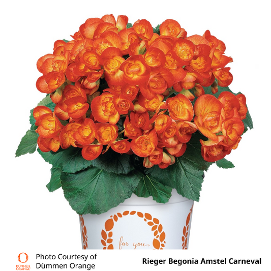 Rieger Begonia Amstel Carneval