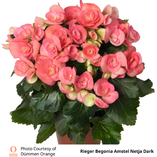 Rieger Begonia Amstel Netja Dark
