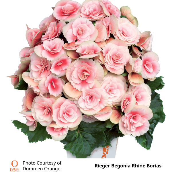 Rieger Begonia Rhine Borias