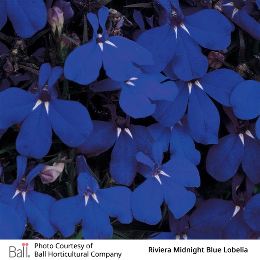 Lobelia Riviera Midnight Pack