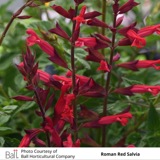 Salvia Roman Red