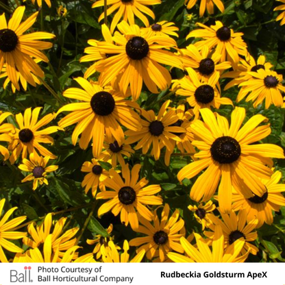 Rudbeckia Goldsturm