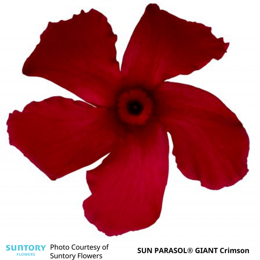 Mandevilla Sun Parasol®