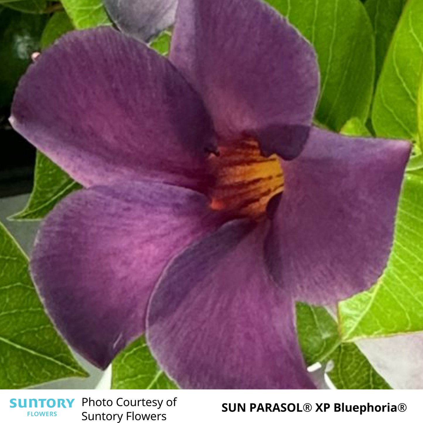 Mandevilla Sun Parasol®