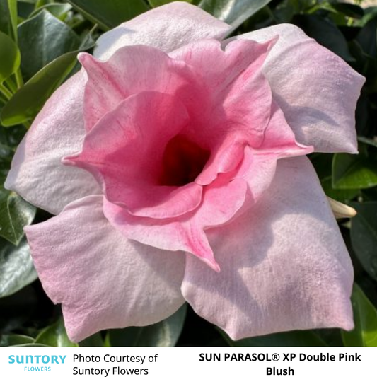 Mandevilla Sun Parasol®