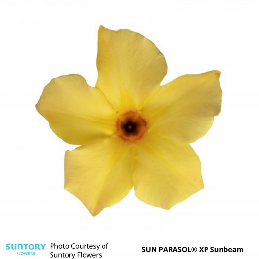 Mandevilla Sun Parasol®