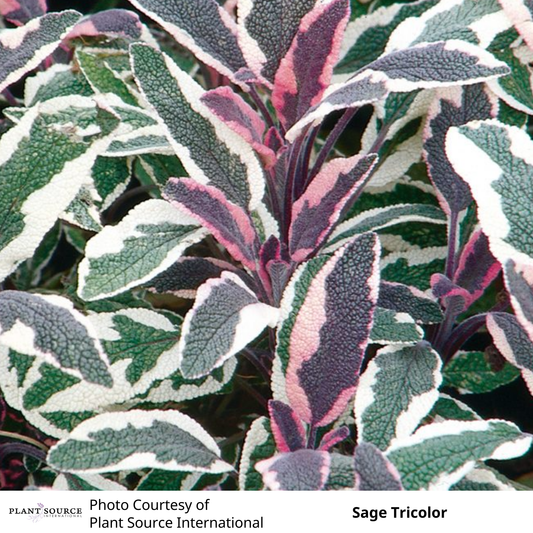 Sage (Salvia) Tricolor