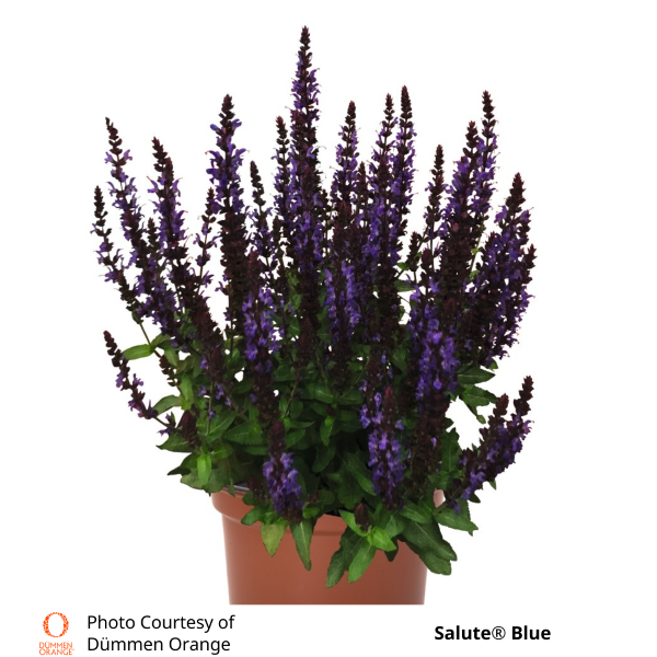 Salvia Salute® Blue