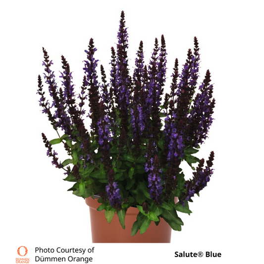 Salvia Salute® Blue
