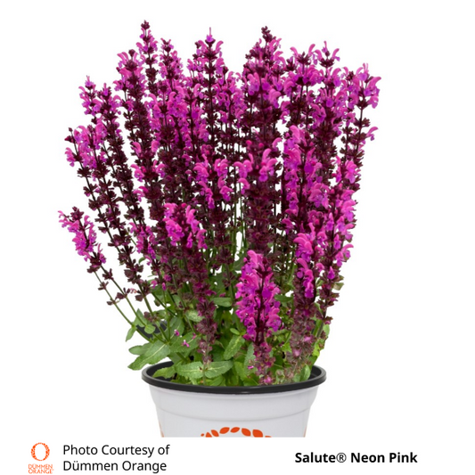 Salvia Salute® Neon Pink