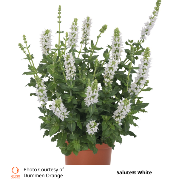 Salvia Salute® White