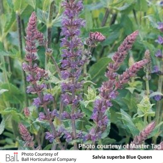 Salvia Blue Queen