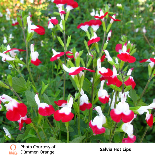 Salvia Hot Lips