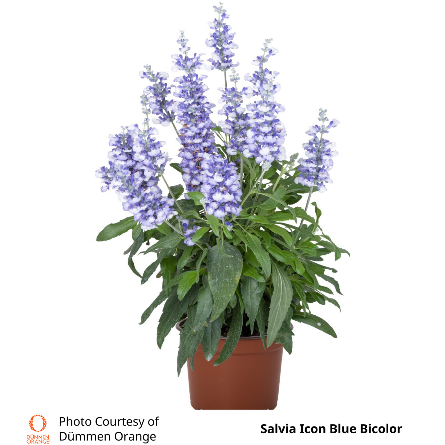 Salvia Icon