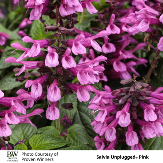 Salvia Unplugged®