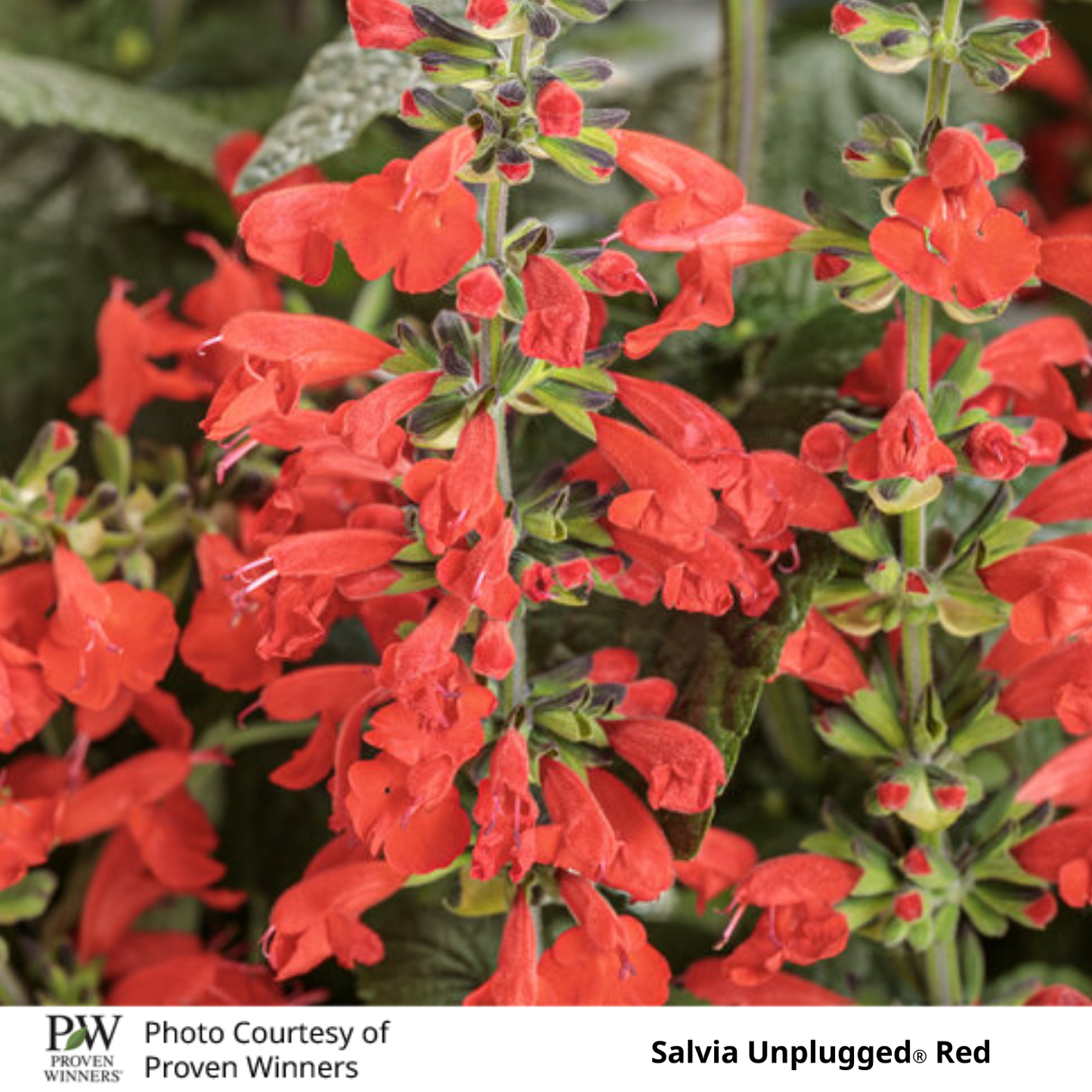 Salvia Unplugged®