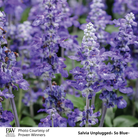 Salvia Unplugged®