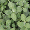 Herb