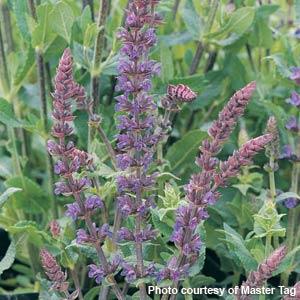 Salvia Blue Queen