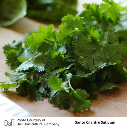 Cilantro Santo (Coriander)