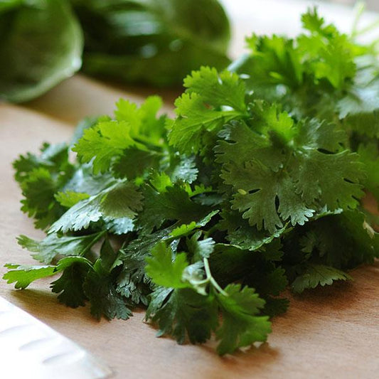 Cilantro Santo (Coriander)